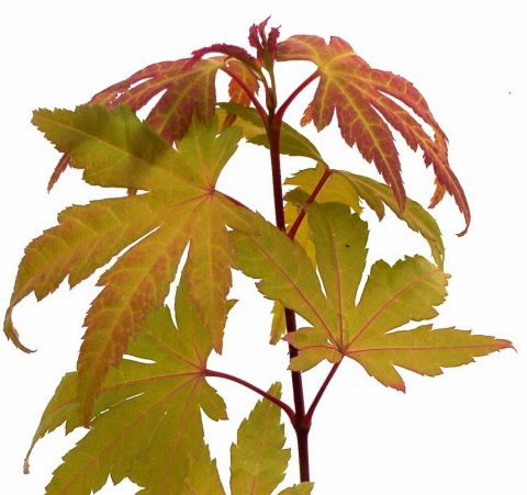 ACER PALMATUM ORANGE DREAM