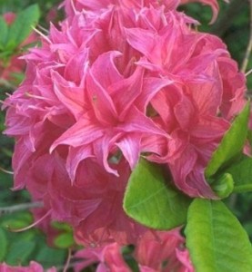 AZALEA HOMEBUSH