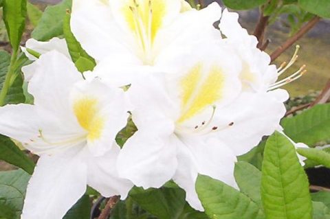 AZALEA PERSIL