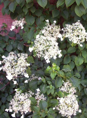 HYDRANGEA PETIOLARIS