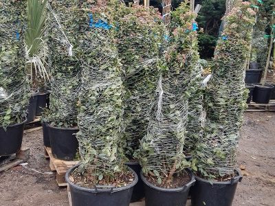 Some of our featured Italian wholesale plants for sale here at Rainbow Plants