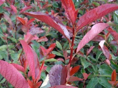 Another of our March 2016 plants of the month - Photonia Red Robin