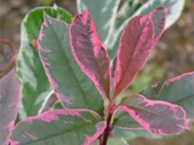 Photonia Pink Marble - one of our March 2016 plants of the month
