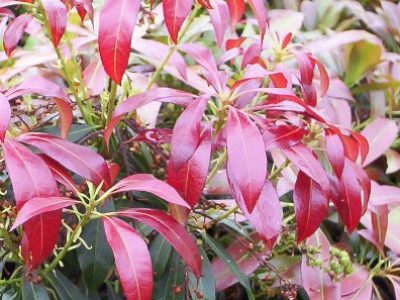 Many Pieris - one of our Plants of the Month for July 2016