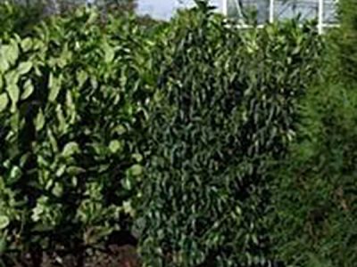 New Autumn planting is now available, such as pictured bare root hedging and trees