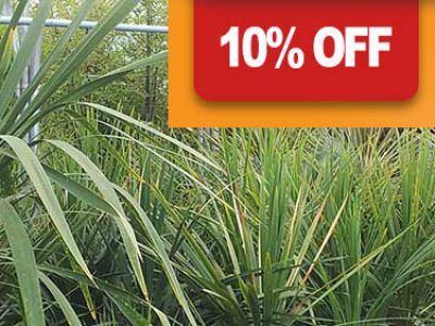 Get 10% off orders over £600 in February 2017 at Rainbow Plants