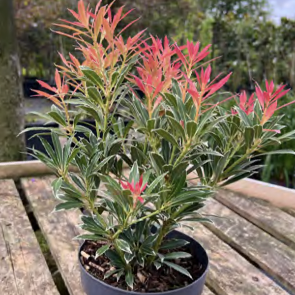 Pieris japonica ‘Flaming Silver’