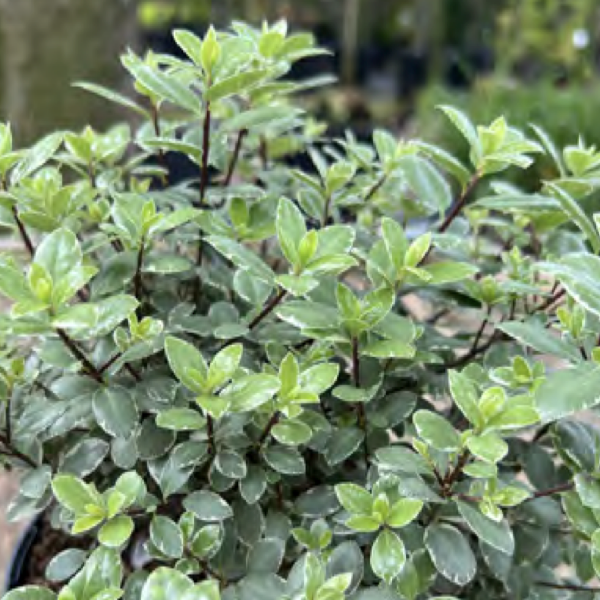 Pittosporum tenuifolium ‘Silver Ball’