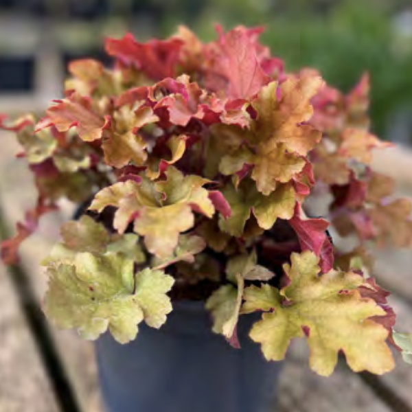 Heuchera ‘Marmalade’