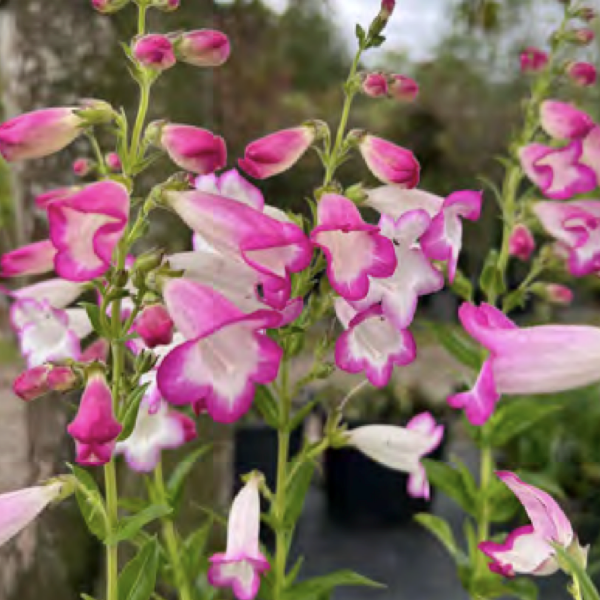 Penstemon ‘Pensham Laura’