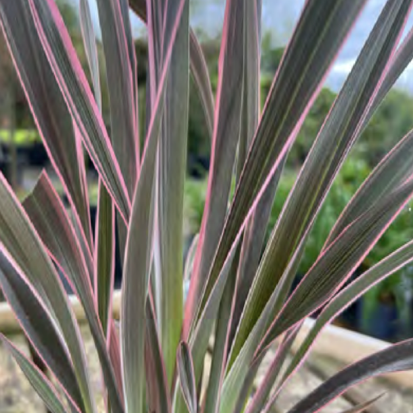 Phormium ‘Pink Stripe’