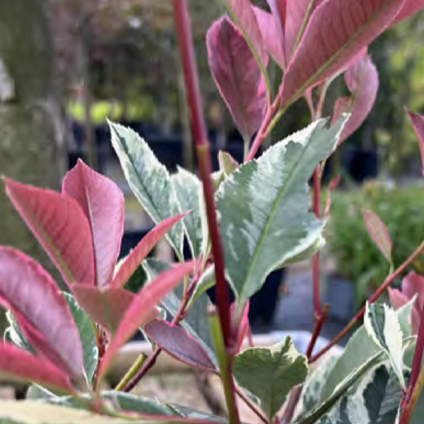 Photinia ‘Pink Marble’