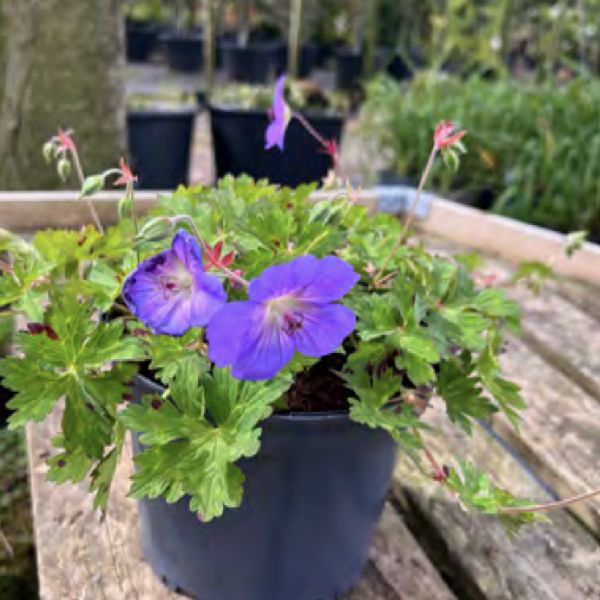 Geranium ‘Rozanne’