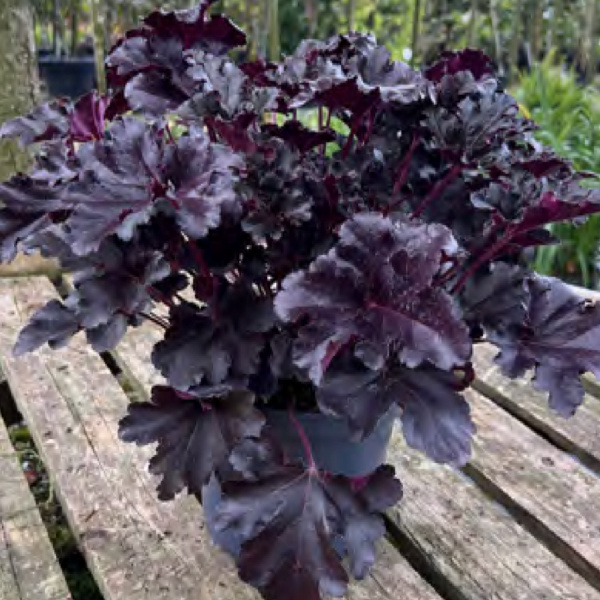 Heuchera ‘Black Pearl’