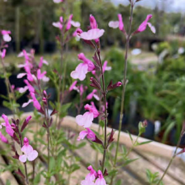 Salvia greggii ‘Joy’