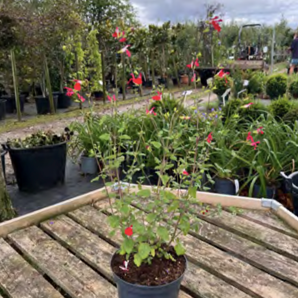 Salvia microphylla ‘Hot Lips’
