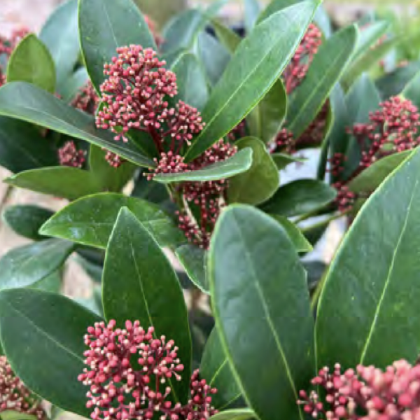 Skimmia japonica ‘Rubella’