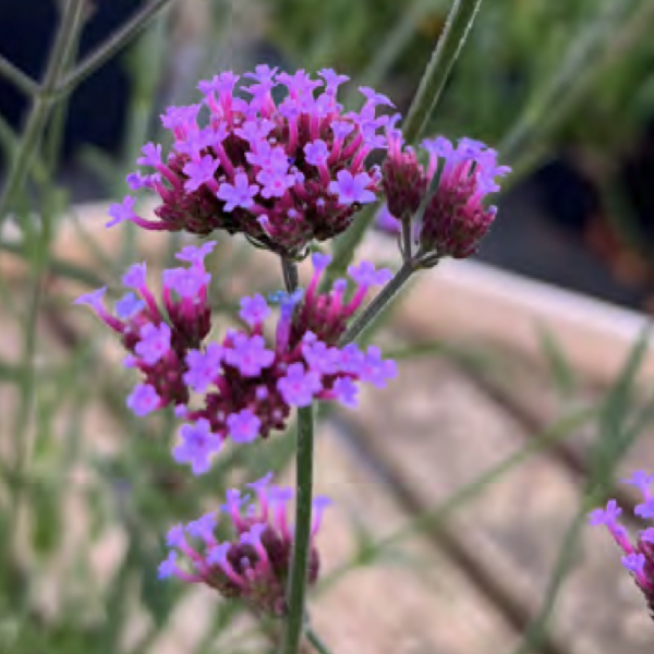 Verbena bonariensis ‘Lollipop’