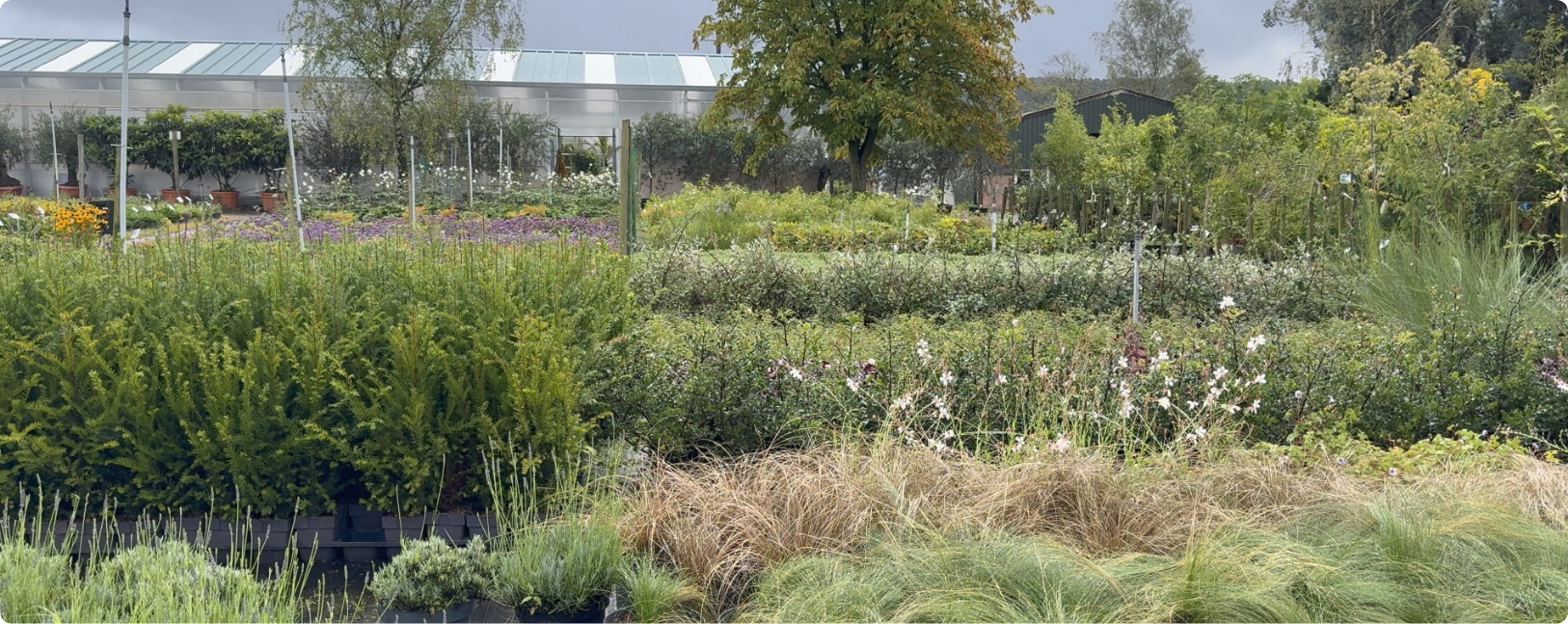 nursery-beds
